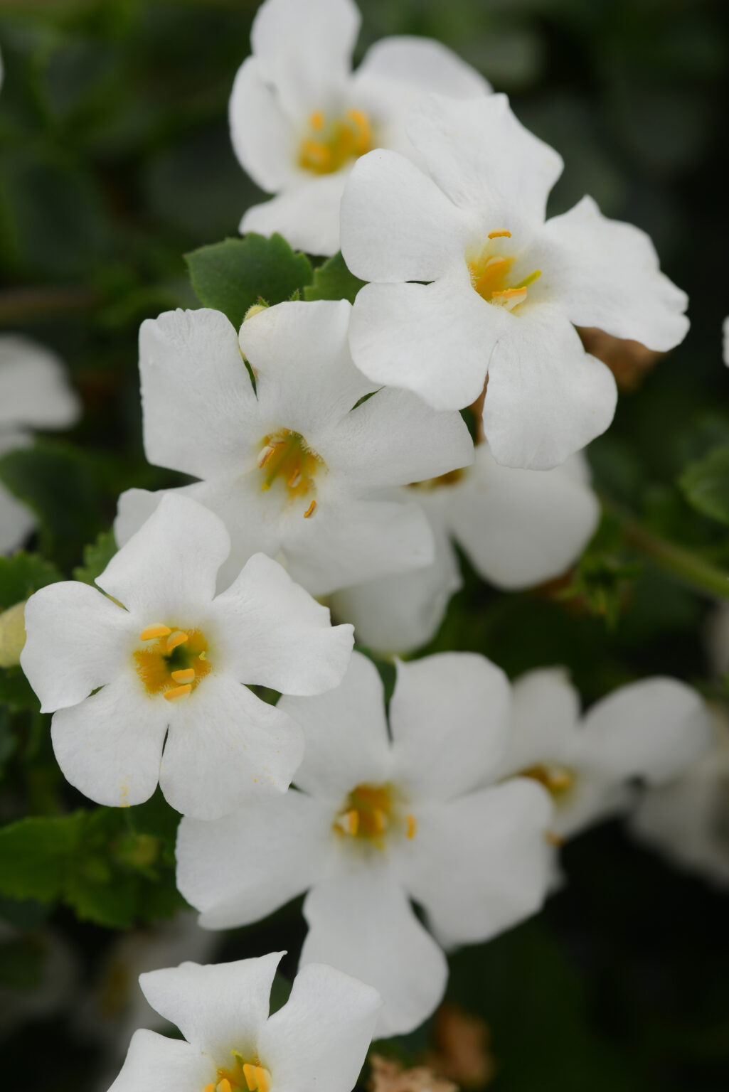 MegaCopa™ White | Peoria Gardens, Inc.