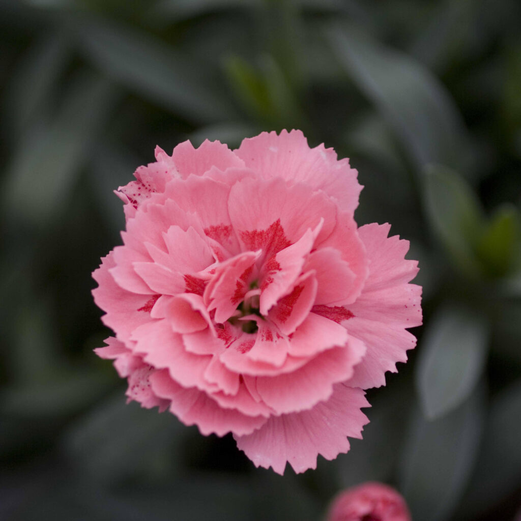 Oscar® Pink - Pink | Peoria Gardens, Inc.